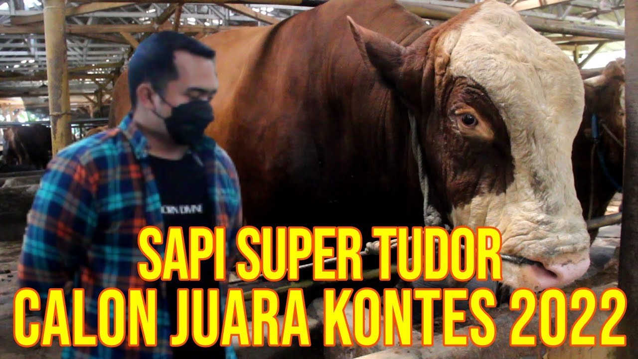 
                                 Sapi-Jumbo-Terbesar-Tudor